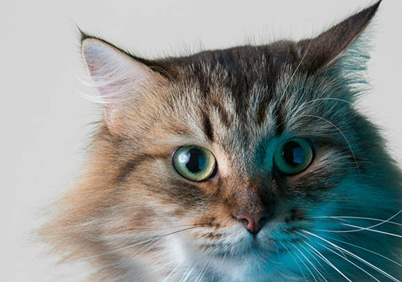 西伯利亚森林猫蹭你还叫唤？原因和处理方法都在这里！