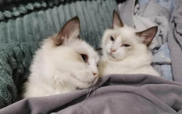 小猫晚上叫的五个原因及解决方法