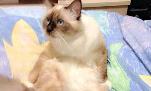 猫碗要多久洗一次