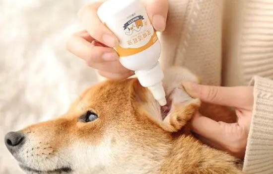 狗狗驱虫期间的注意事项