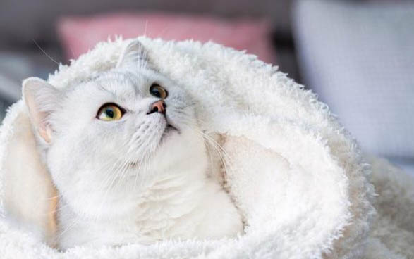 猫咪可以吃大闸蟹肉吗