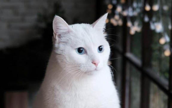 小猫腹部积水症状有哪些