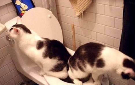 新买的猫躲起来了怎么办