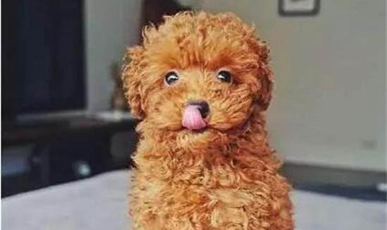 如何自制狗狗的狗粮粉配方