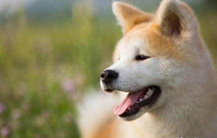 买狗狗去哪里买比较好