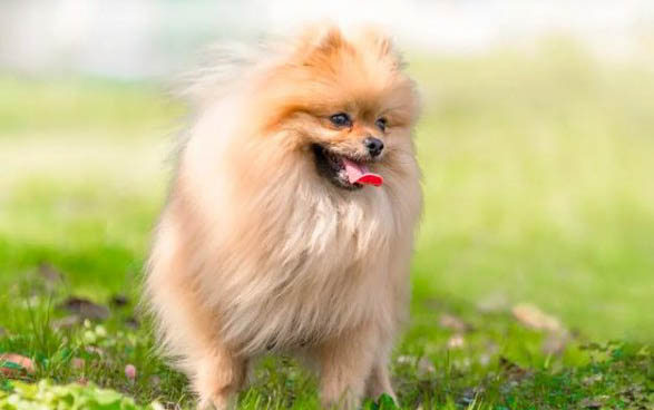狗狗肠胃炎在家自救方法有哪些