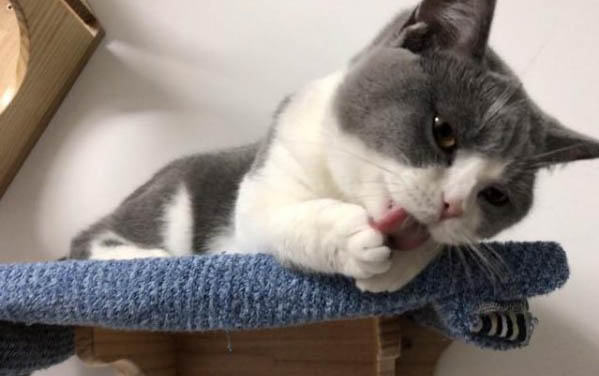 猫咪什么时候做绝育手术好