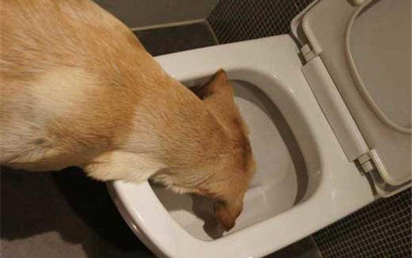 狗能不能喝牛奶？