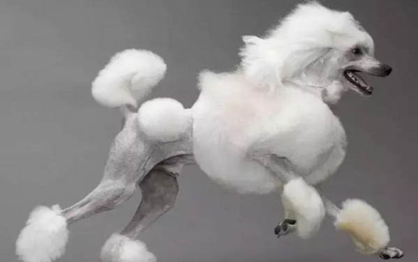 卷毛比熊犬有几种颜色，比熊都有什么毛色