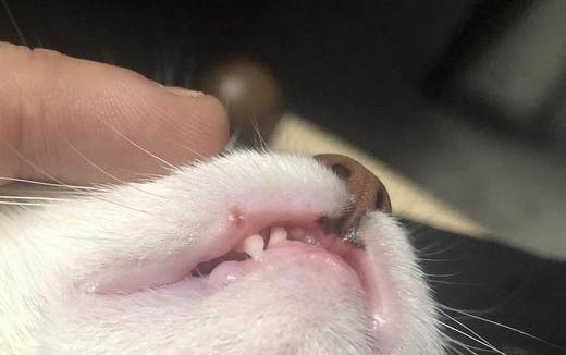 猫瘟会流眼泪流鼻涕吗