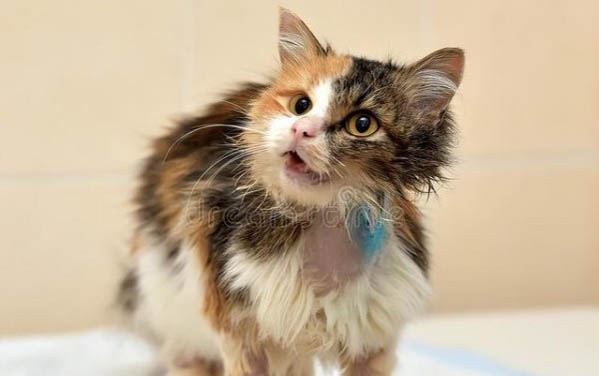 猫咪拉粑粑带血怎么办