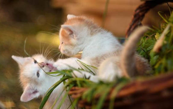 三个月的小猫可以吃零食吗