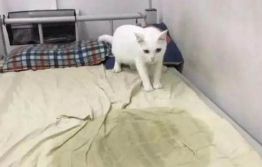 猫咪打完疫苗后多久可以洗澡