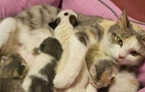 怎么判断猫生完了所有孩子