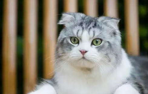 猫咪叫的声音沙哑的原因是什么