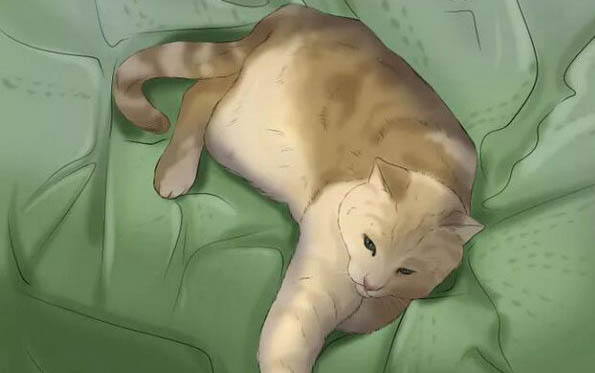 母猫绝育后多久可以摘头套