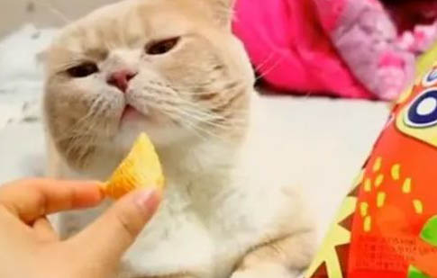 怎样才能让猫不咬人