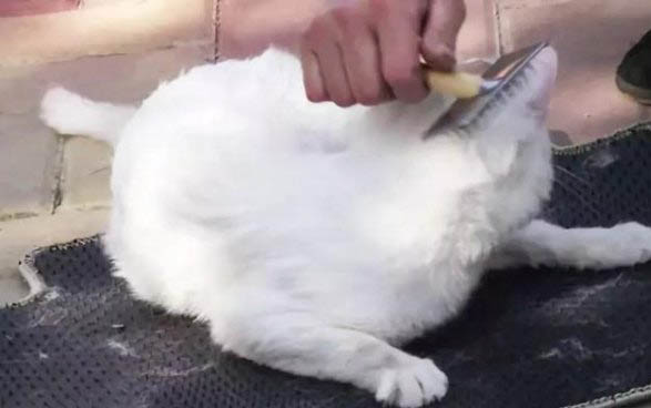 猫瘟各阶段的表现有哪些