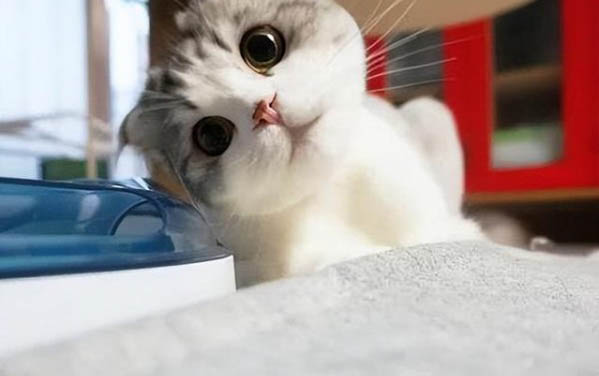 猫多久发情一次？