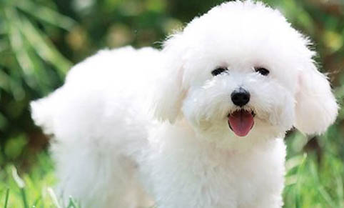 纯种比熊犬多少钱一只?