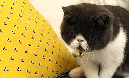 小猫咪过敏性鼻炎是什么症状