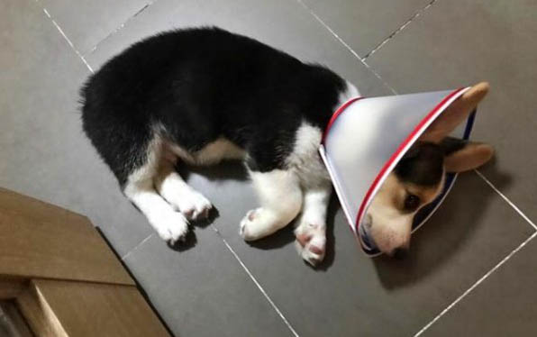 狗狗打完疫苗的不良反应是什么