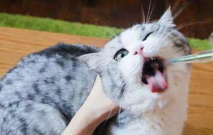 小猫多久吃一次营养膏？