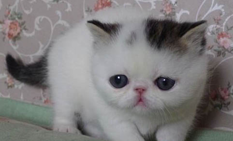 猫咪打完消炎针吐白沫