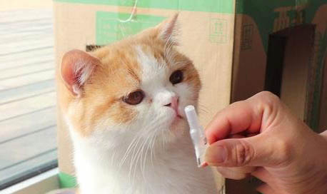 猫咪怀孕有哪些症状?