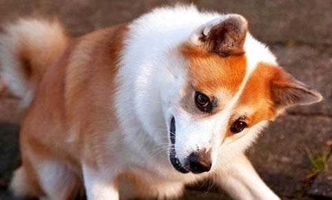 狗狗怀孕症状有哪些