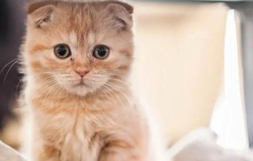 猫为什么不能随便送人？