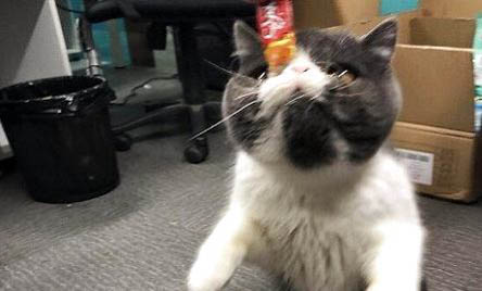 加菲猫打喷嚏正常吗