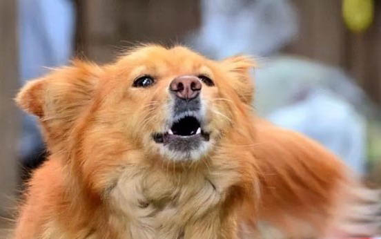 狗狗能不能吃红枣?