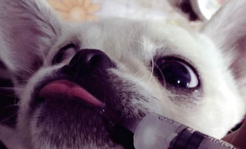 狗狗得了犬瘟病要多久才能产生抗体