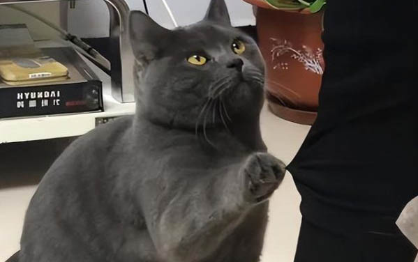 小猫咪鼻子干的原因及处理方法