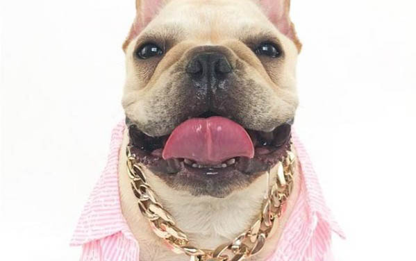 狗狗得狂犬病有哪些症状