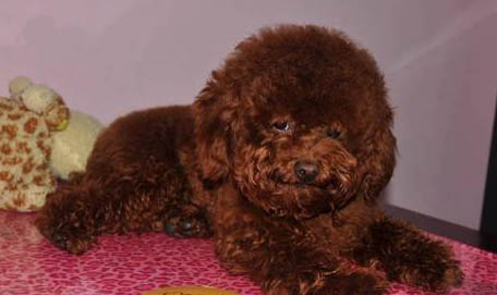 贵宾犬的寿命到底有多长