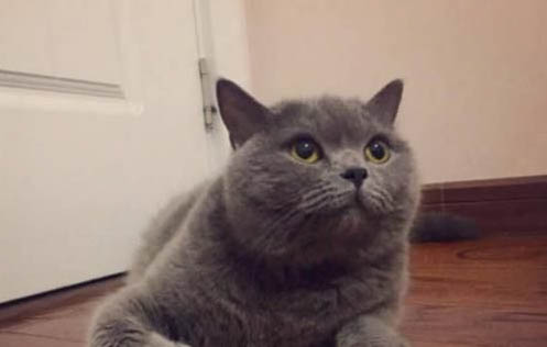 蓝猫一岁大概多重