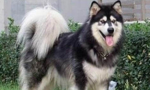 阿拉斯加犬好养么