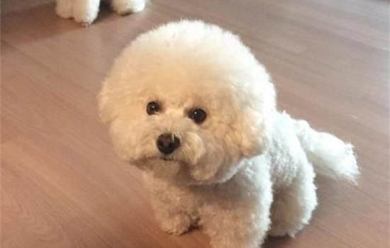为什么养比熊的人少,比较贪吃清理麻烦还容易患病