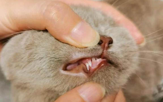 猫咪多久睁眼,睁开眼睛后多久会走路