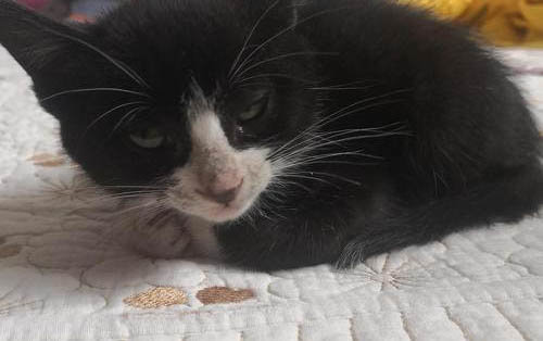 小猫眼屎多又黄粘稠怎么办