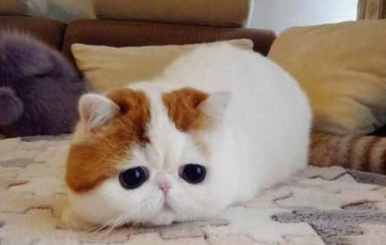 猫鼻支隔离多久可以一起养