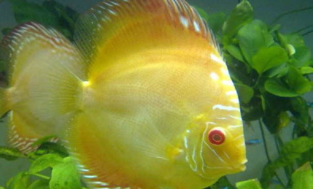 七彩神仙鱼蒙眼怎么办