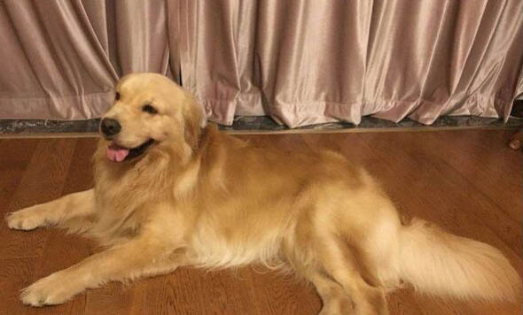 狗狗在哪里买比较靠谱