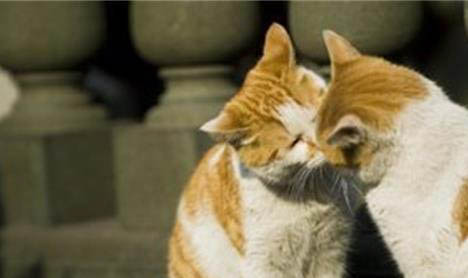 猫癣可以自己自愈吗