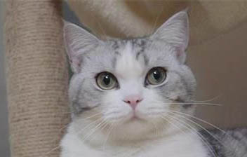 猫咪被打了会怎么样啊