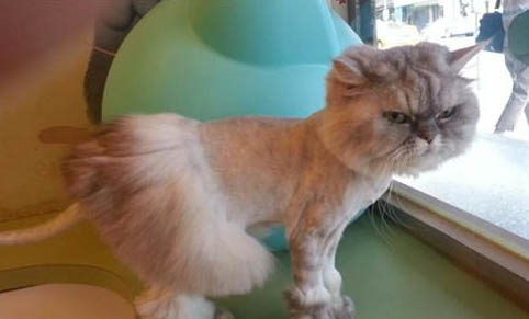 猫咪生病了还会咕噜咕噜吗