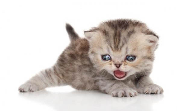 三个月小猫一天睡多久