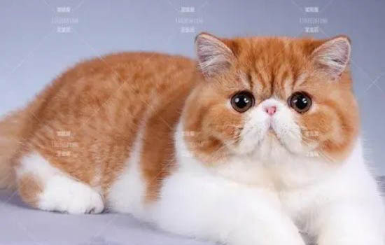 加菲猫可以和狗一起笼养吗